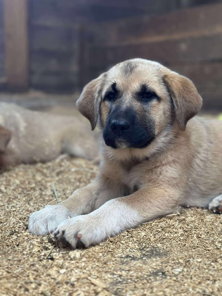 Nala