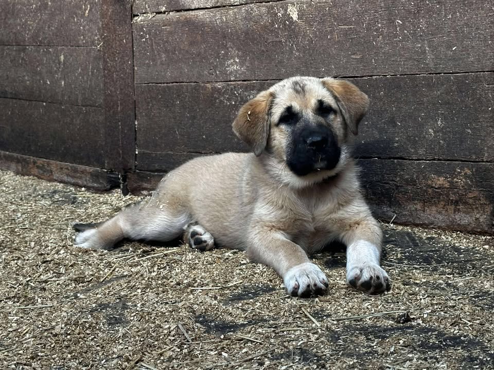 Nala