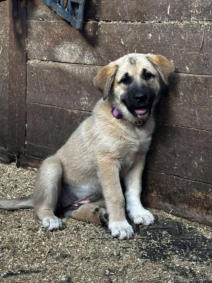 Nala