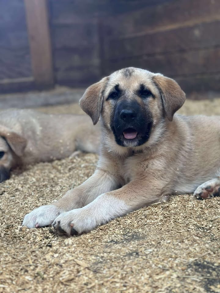 Nala