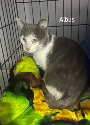 Albus, Adult Male Domestic Short Hair