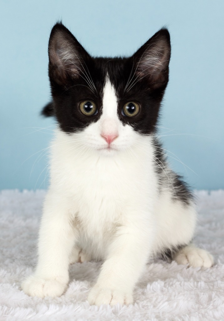Pawplar