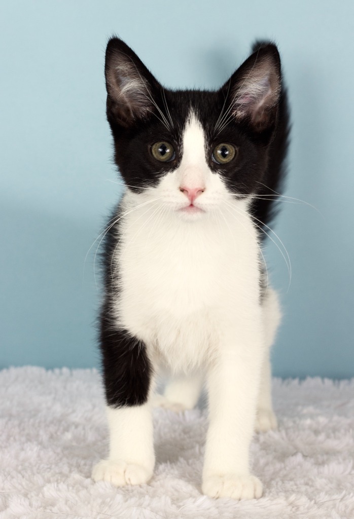 Cedpurr