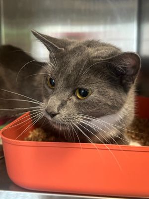92-Sebrina, Adult Female Domestic Short Hair