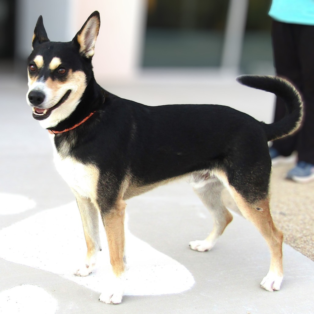 Lucky, an adoptable Mixed Breed in Las Cruces, NM, 88012 | Photo Image 1