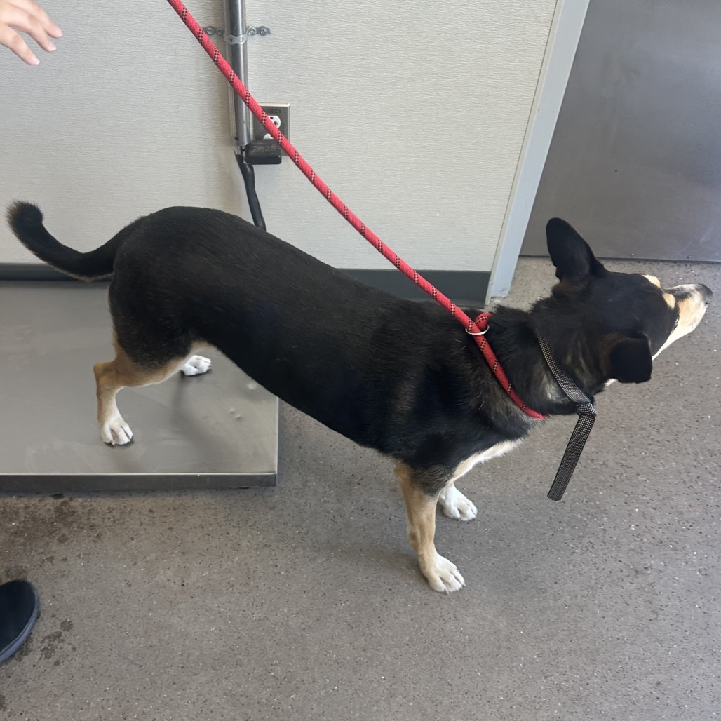 Lucky, an adoptable Mixed Breed in Las Cruces, NM, 88012 | Photo Image 2