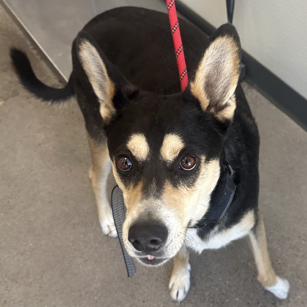 Lucky, an adoptable Mixed Breed in Las Cruces, NM, 88012 | Photo Image 3