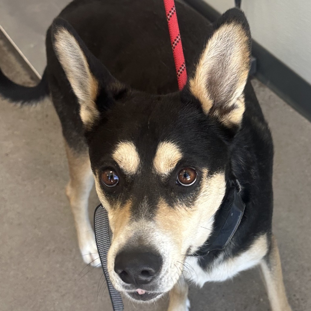 Lucky, an adoptable Mixed Breed in Las Cruces, NM, 88012 | Photo Image 4