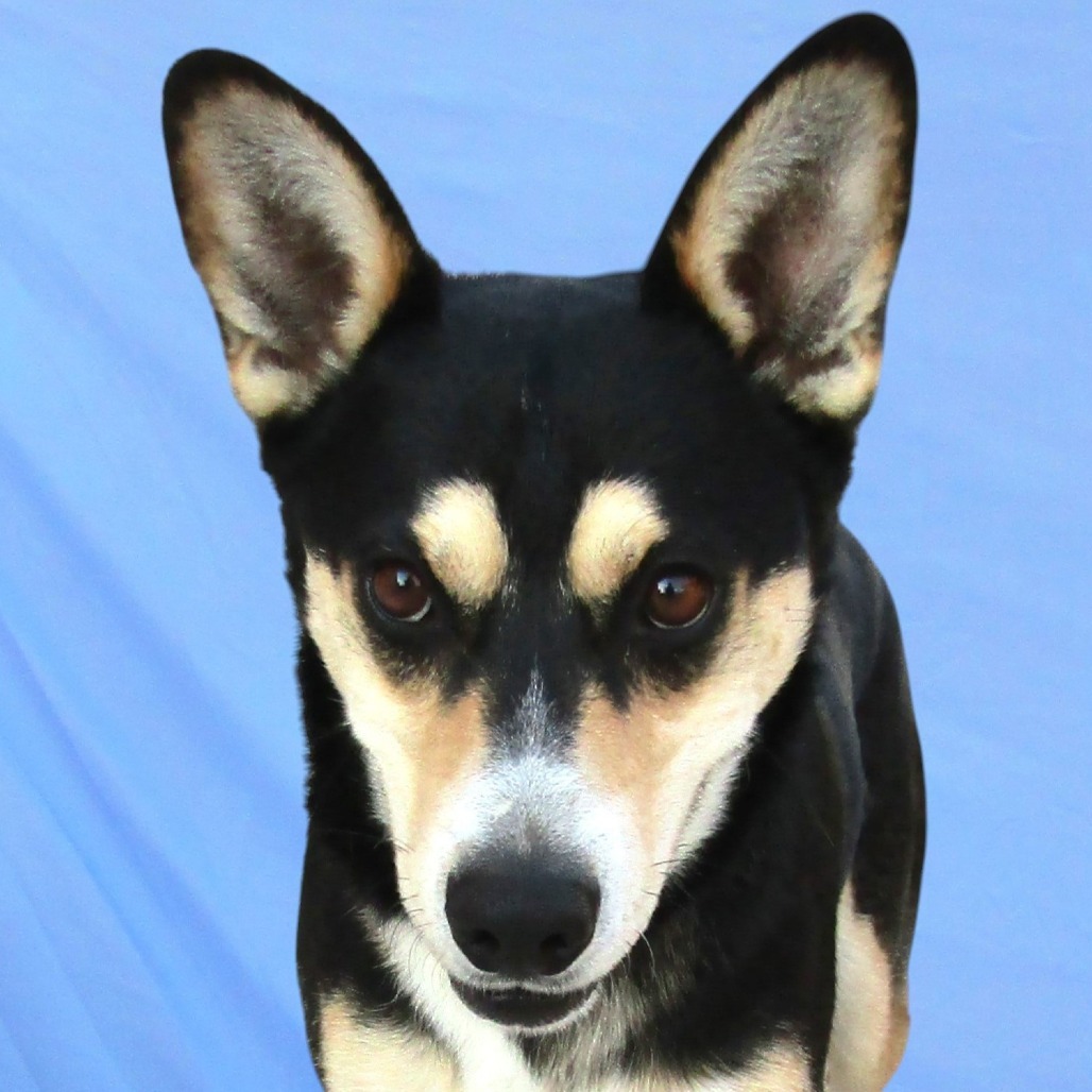 Lucky, an adoptable Mixed Breed in Las Cruces, NM, 88012 | Photo Image 5