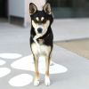 Lucky photo 6