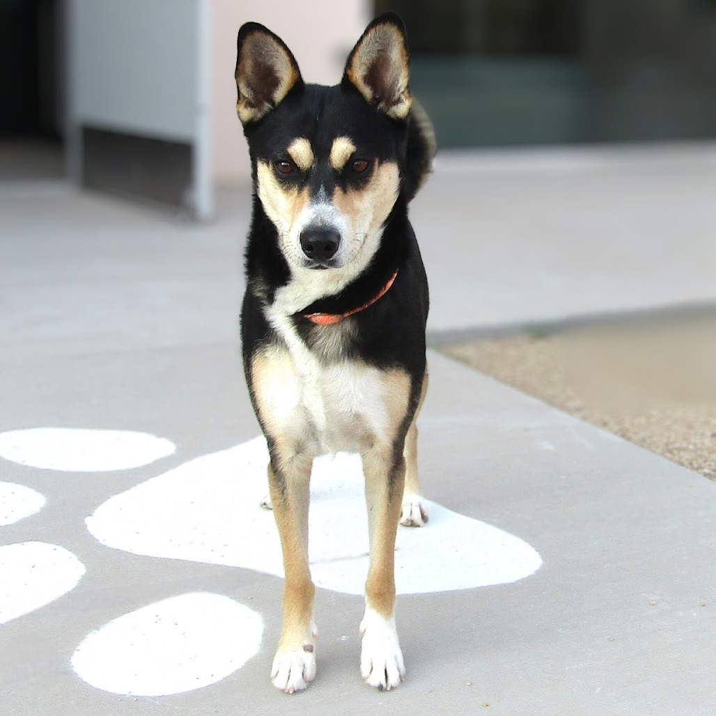 Lucky, an adoptable Mixed Breed in Las Cruces, NM, 88012 | Photo Image 6
