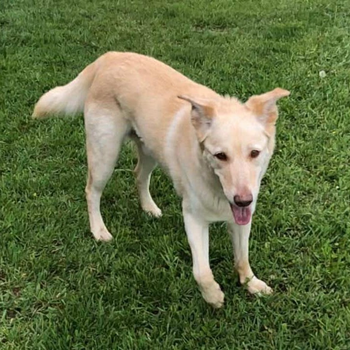 Patrick, an adoptable Mixed Breed in Buffalo, WY, 82834 | Photo Image 1