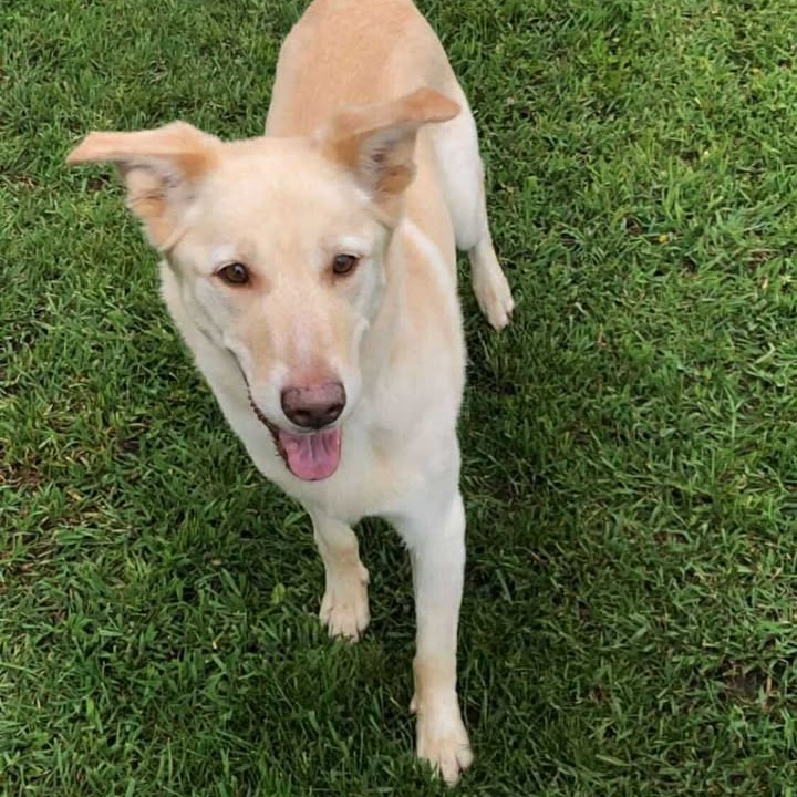 Patrick, an adoptable Mixed Breed in Buffalo, WY, 82834 | Photo Image 3
