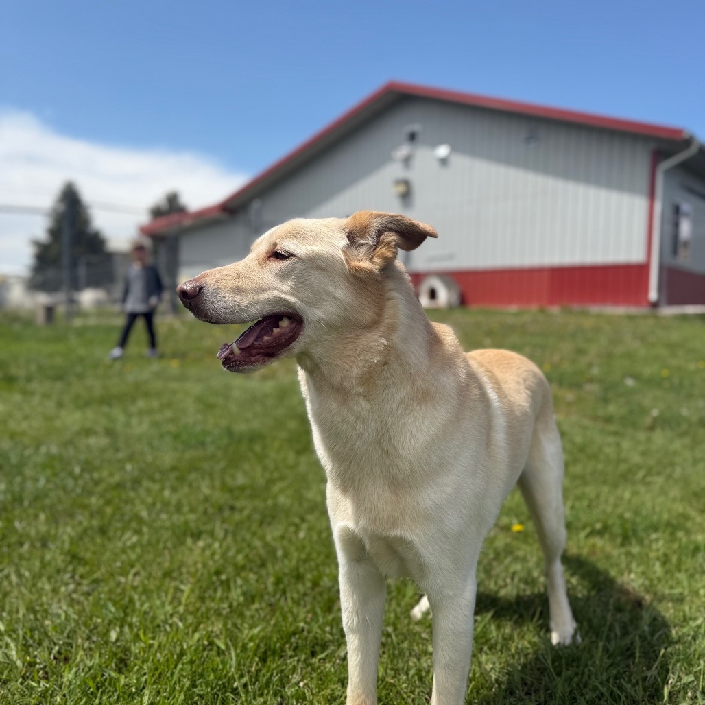 Patrick, an adoptable Mixed Breed in Buffalo, WY, 82834 | Photo Image 5