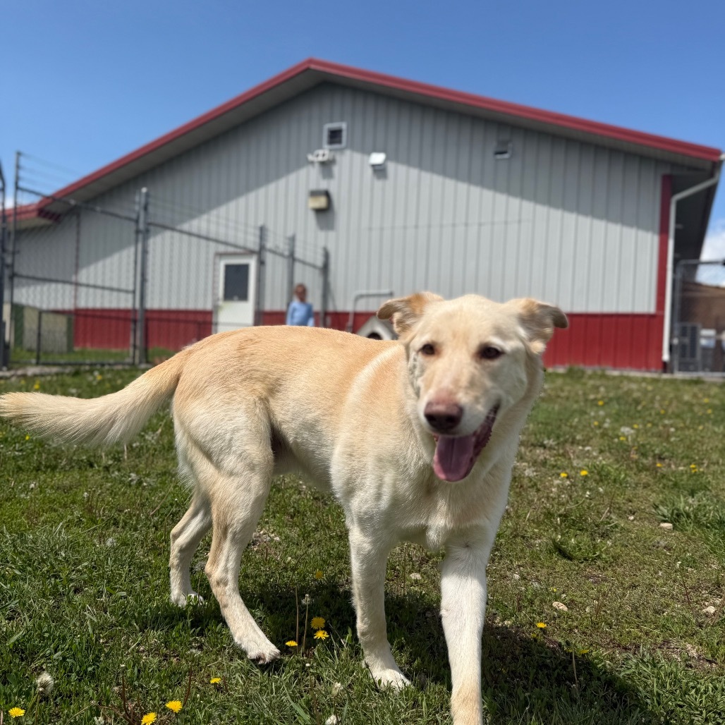Patrick, an adoptable Mixed Breed in Buffalo, WY, 82834 | Photo Image 6