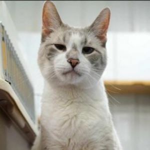 Lance, Senior Male Domestic Short Hair