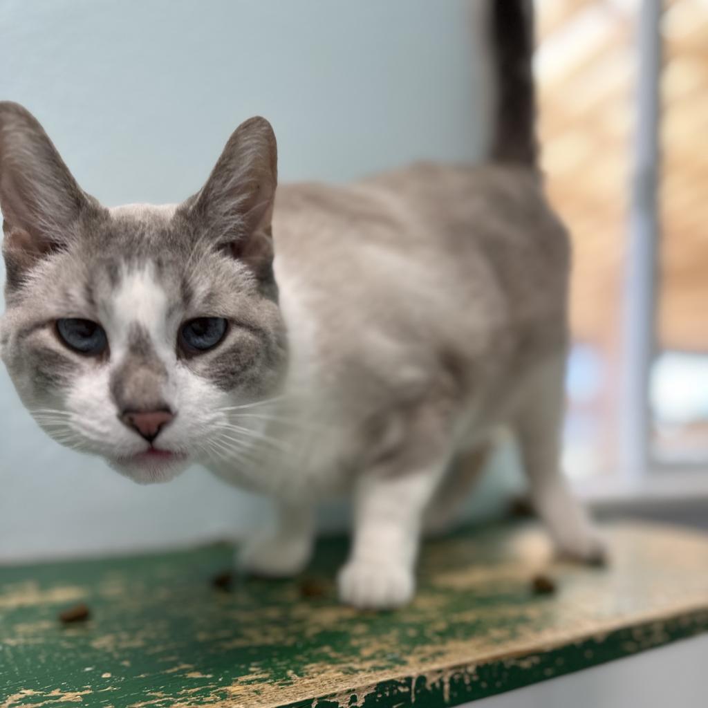 Lance, an adoptable Domestic Short Hair in Buffalo, WY, 82834 | Photo Image 2