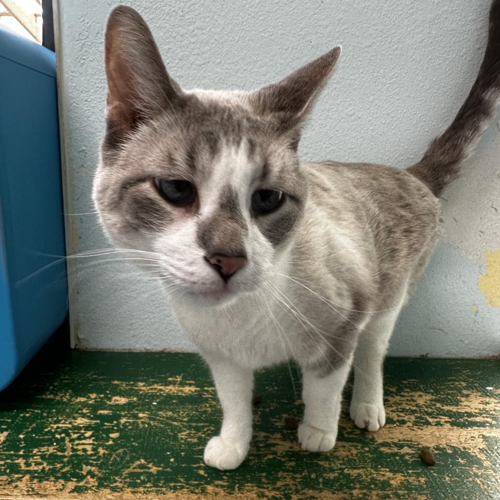 Lance, an adoptable Domestic Short Hair in Buffalo, WY, 82834 | Photo Image 3