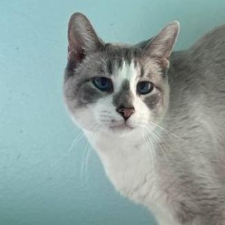 Lance, an adoptable Domestic Short Hair in Buffalo, WY, 82834 | Photo Image 4