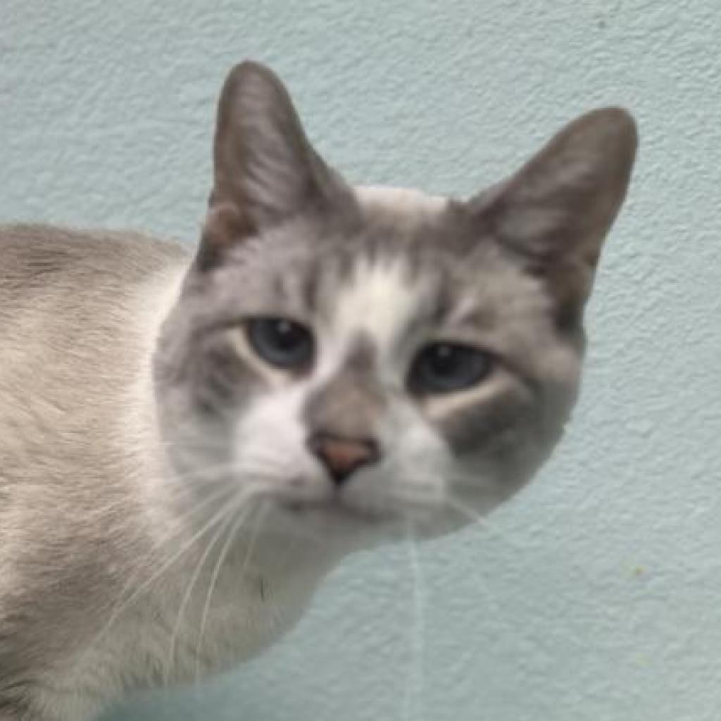 Lance, an adoptable Domestic Short Hair in Buffalo, WY, 82834 | Photo Image 5