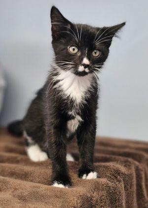 Dice, Baby Female Tuxedo