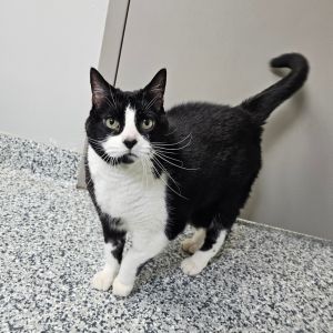 Patch, Senior Female Domestic Medium Hair