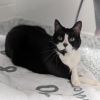 Patch photo 5