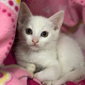 Hi My name is Wisp and Im at the Santa Maria Campus Im a 2 month old male 