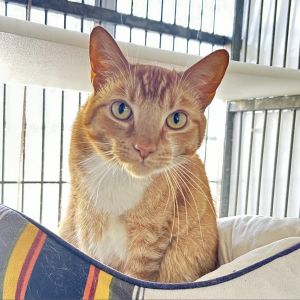 Hi there my name is Simba My brother Slade and I are at the Santa Barbara camp