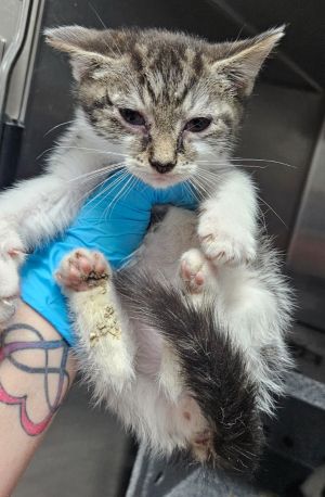Kaufman, Baby Male Domestic Short Hair