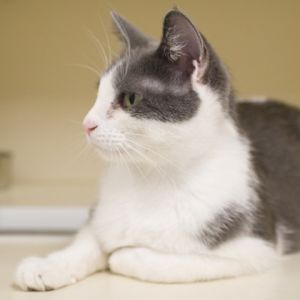 Kenzie, Adult Female unknown