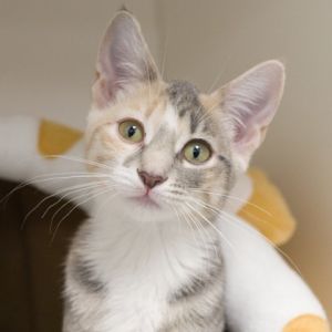 Peanut