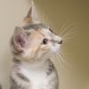 Peanut photo 2