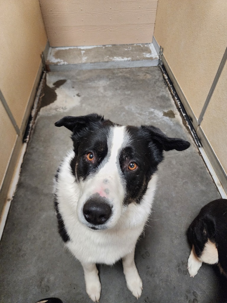 Loki, an adoptable Collie, Mixed Breed in Green River, WY, 82935 | Photo Image 1