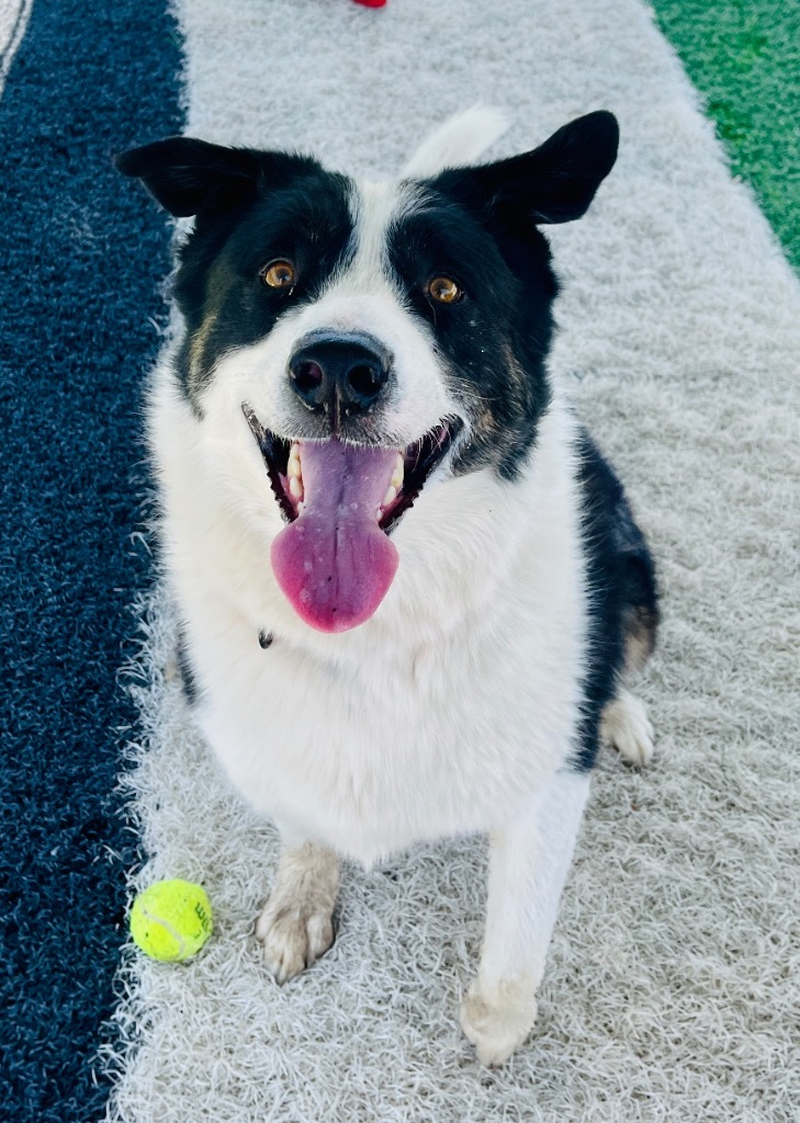 Loki, an adoptable Husky, Collie in Green River, WY, 82935 | Photo Image 1