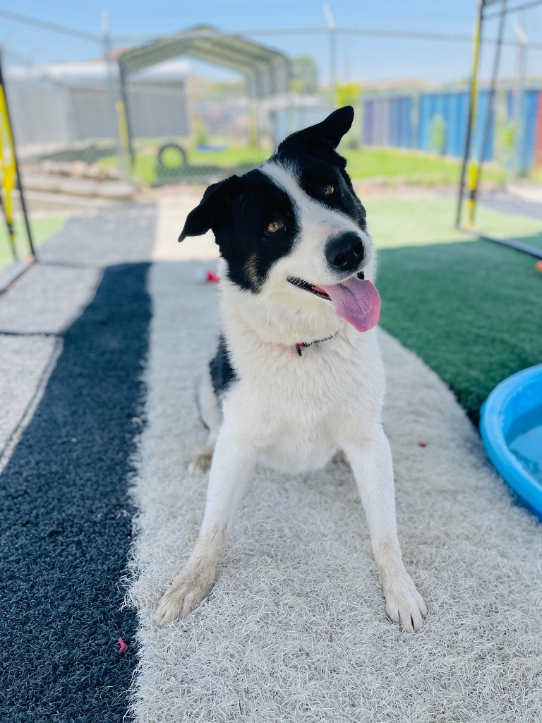 Loki, an adoptable Husky, Collie in Green River, WY, 82935 | Photo Image 3