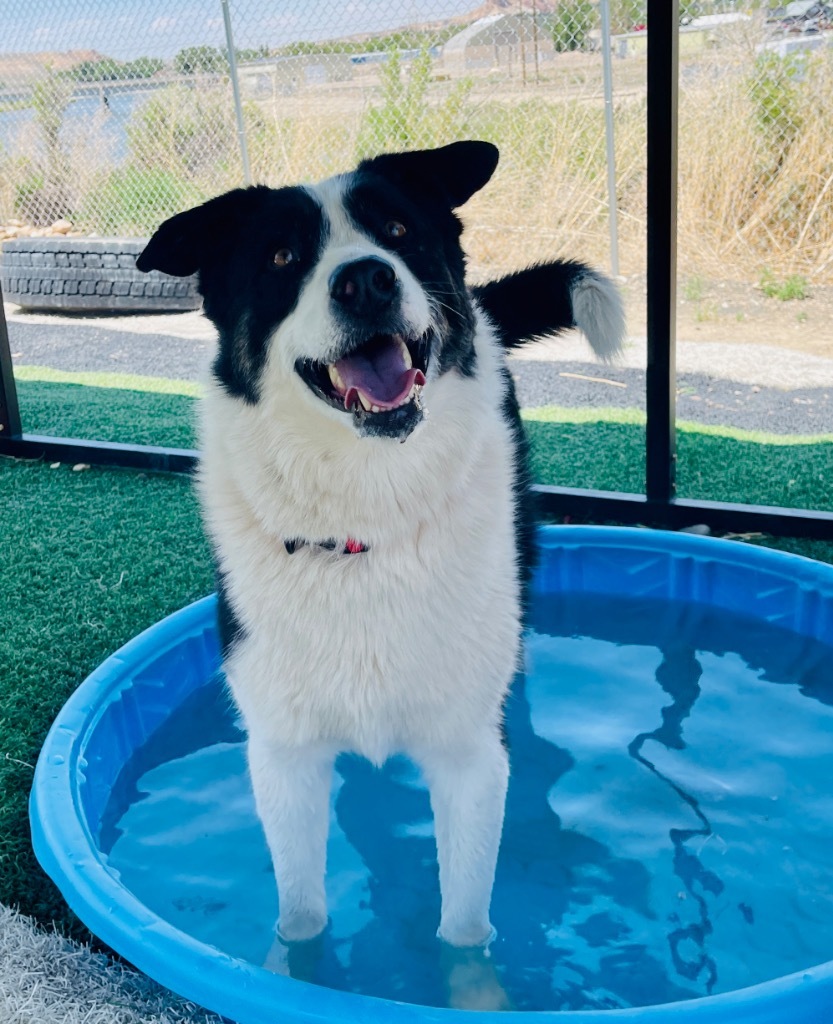 Loki, an adoptable Husky, Collie in Green River, WY, 82935 | Photo Image 4