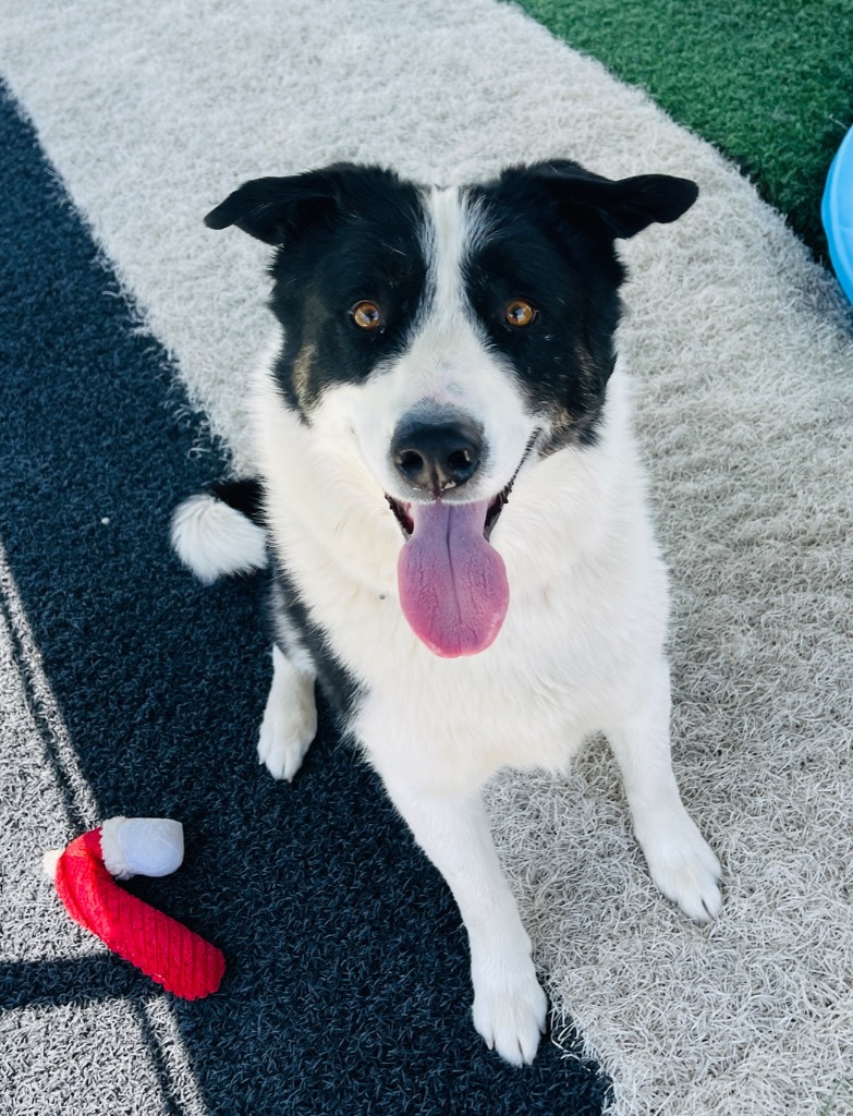 Loki