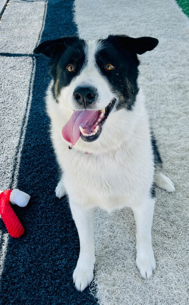 Loki