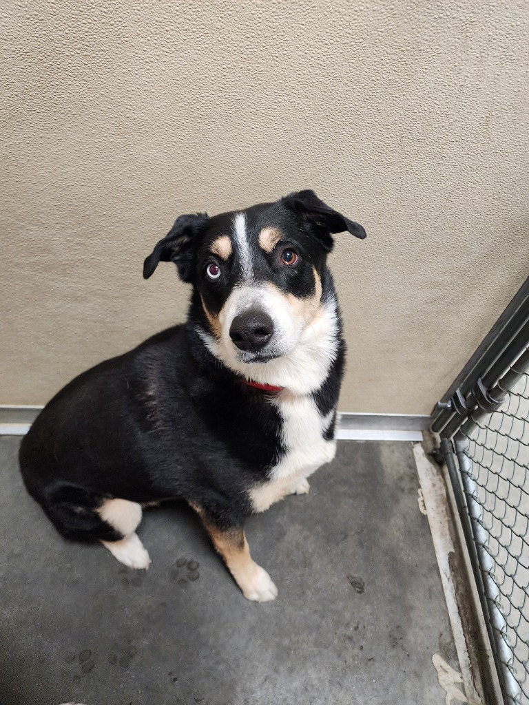 Jasper, an adoptable Collie, Mixed Breed in Green River, WY, 82935 | Photo Image 1