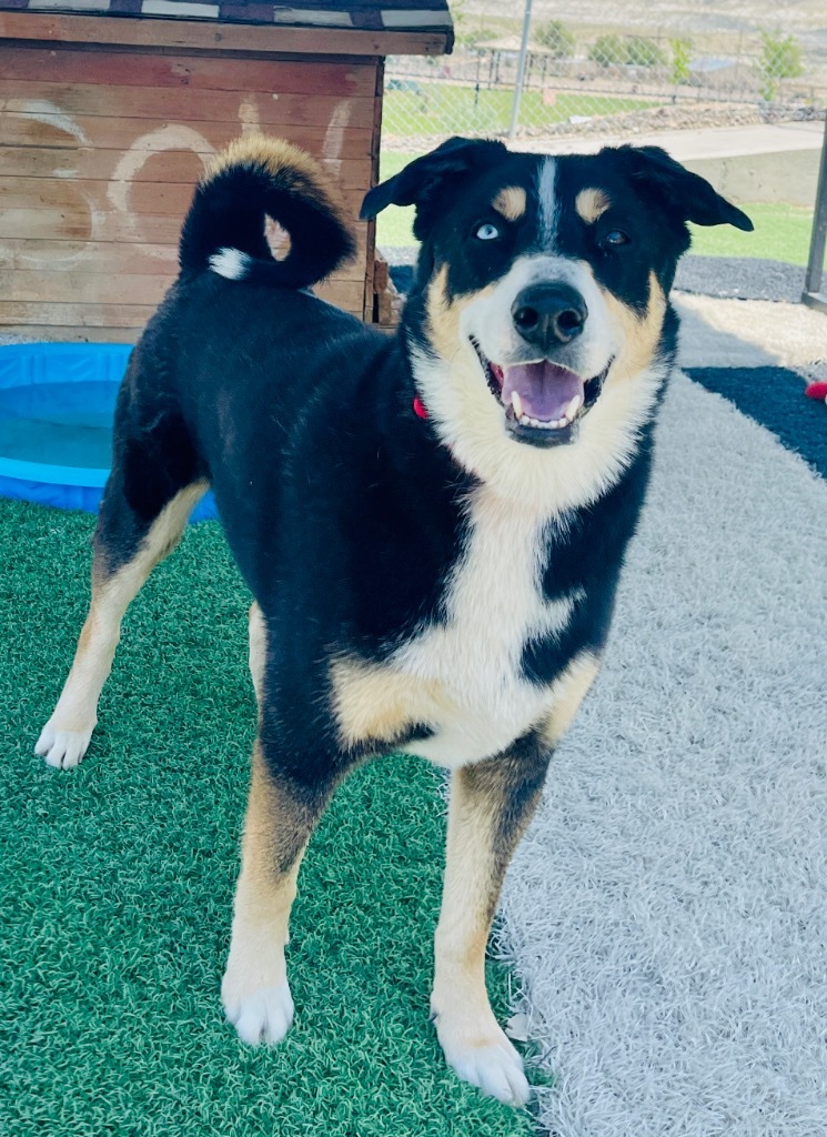 Jasper, an adoptable Husky, Collie in Green River, WY, 82935 | Photo Image 1