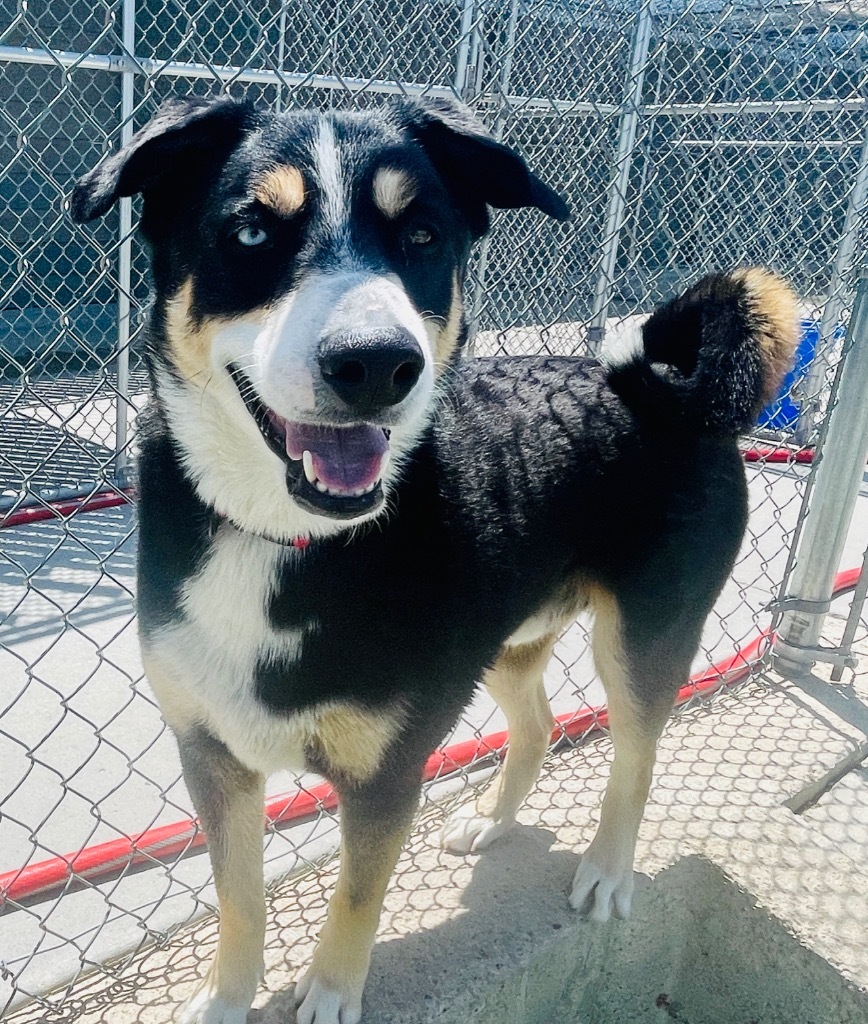 Jasper, an adoptable Husky, Collie in Green River, WY, 82935 | Photo Image 3
