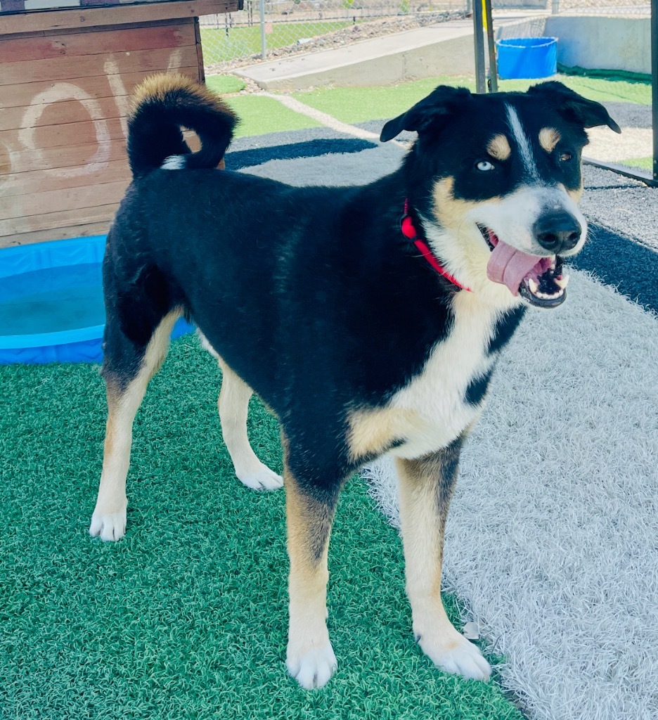 Jasper, an adoptable Husky, Collie in Green River, WY, 82935 | Photo Image 4