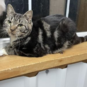 Ratatouille, Adult Male Domestic Short Hair