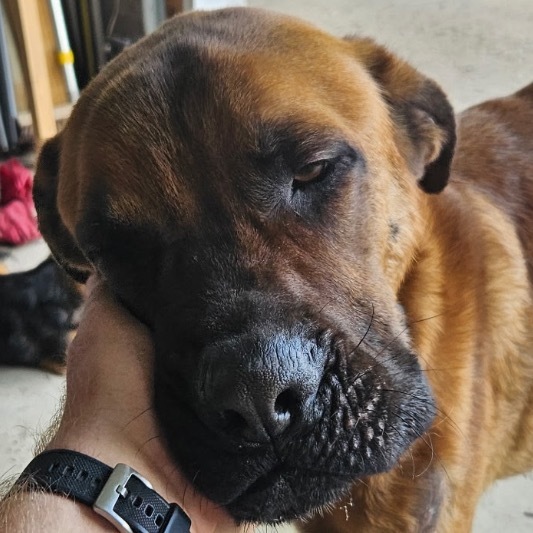 Beau