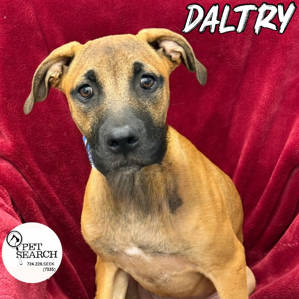 Daltry