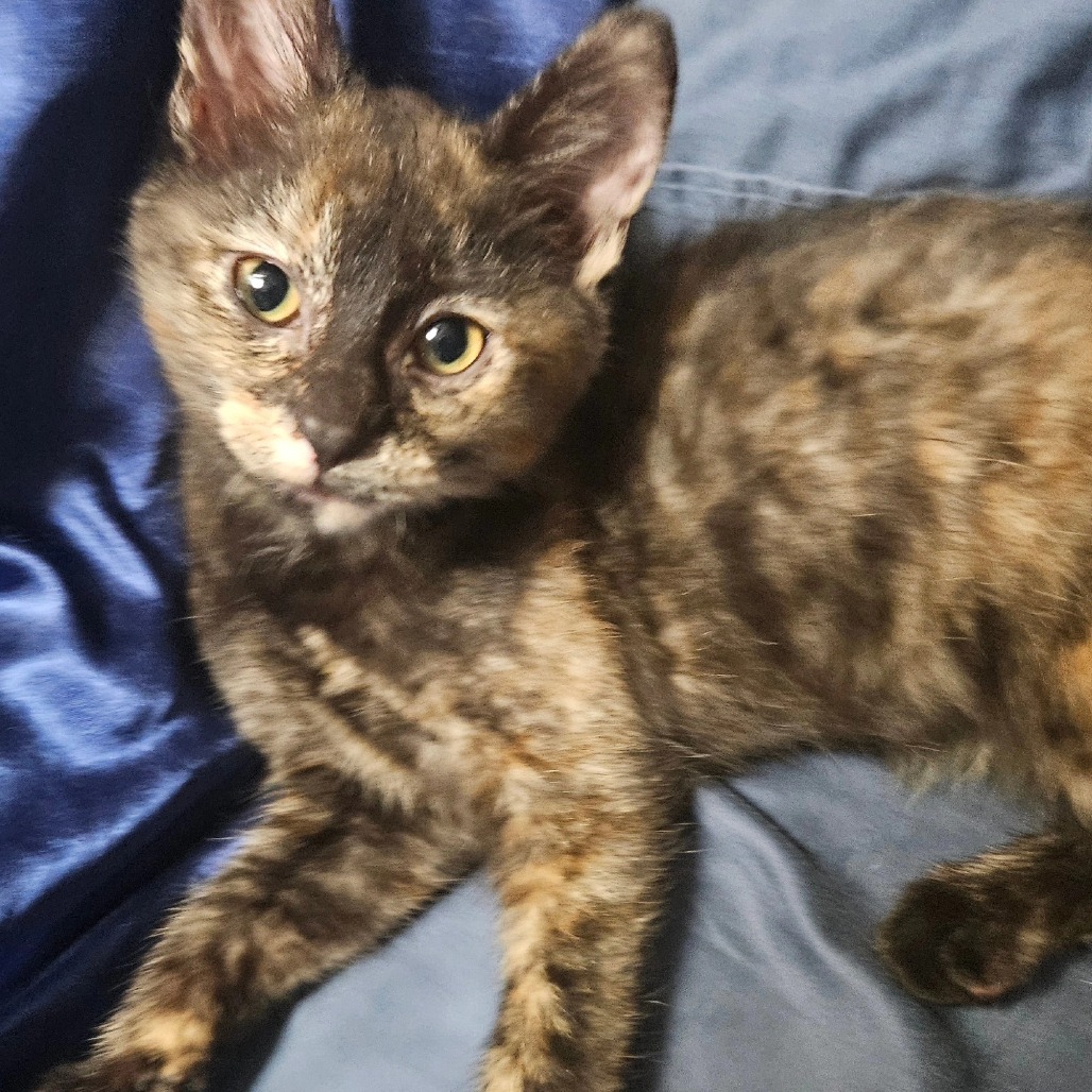 Athena