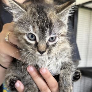 Persimmon, Young Female Domestic Short Hair