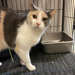 Trixie, Adult Female Domestic Short Hair