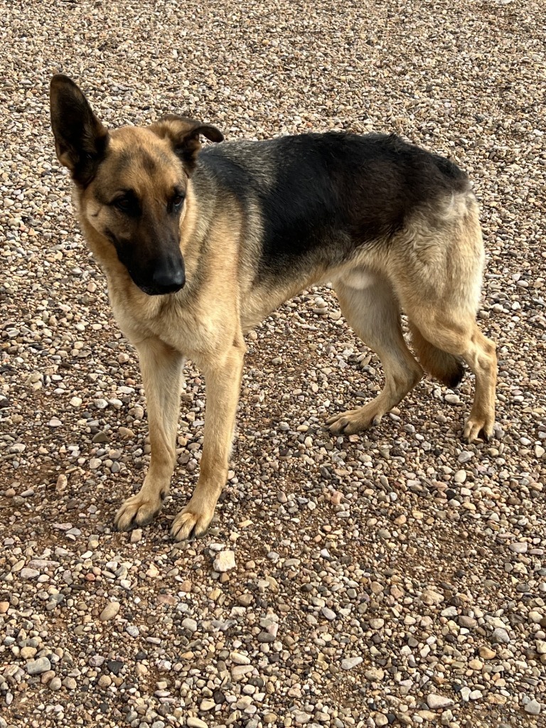 Axle, an adoptable German Shepherd Dog in Hot Springs, SD, 57747 | Photo Image 1